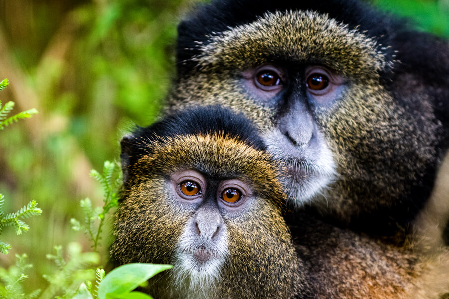 gishwati-mukura-2 (1)