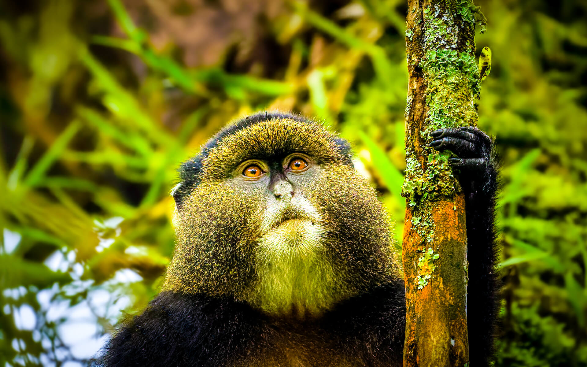 golden-monkey-rwanda (1)