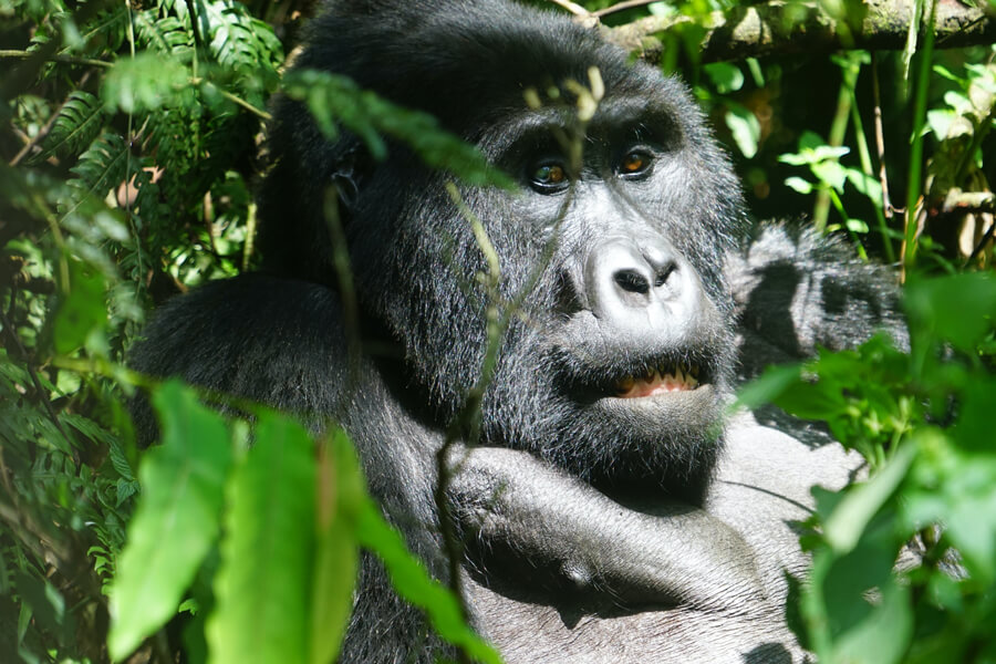 gorilla-trek-five (1)