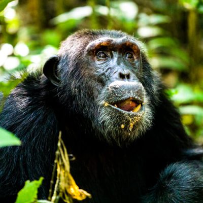 chimps-rwanda